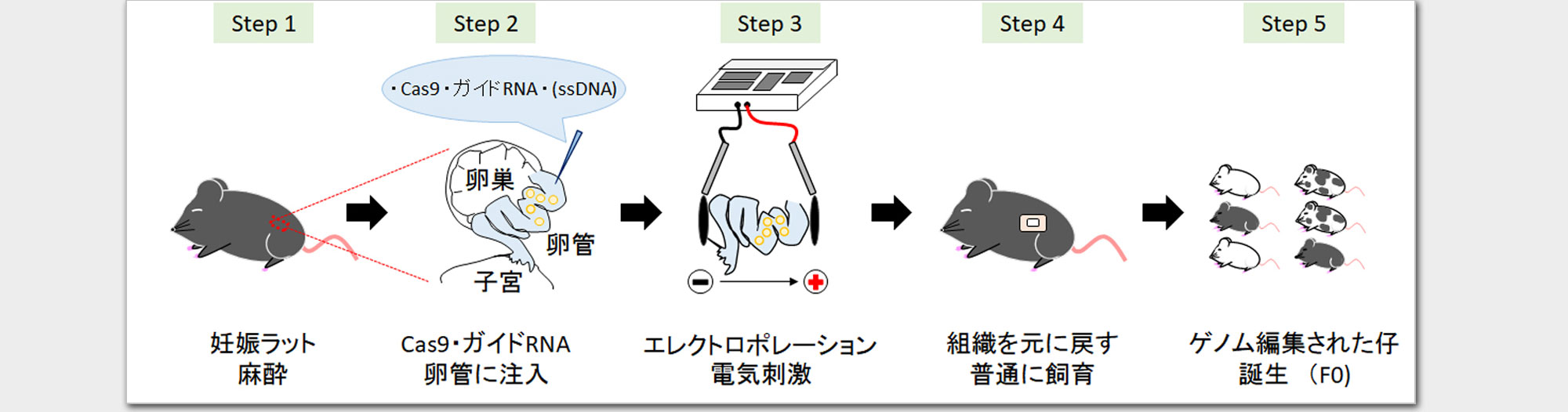 rGONAD法